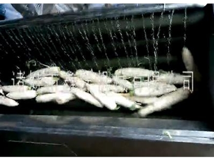 白蘿卜清洗機的出廠前試用